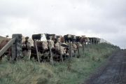 Orkney islands 1976, Egilsay, Curious Cows