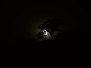Moonrise over the acacia trees