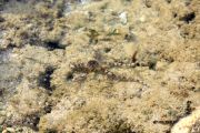 One of the few marvelous sea creatures One of the few marvelous sea creatures