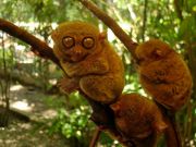 Philippine Tarsiers-second smallest primates in the world at the sanctuary of Corella, Bohol