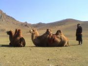 Cute Mongolian camel.