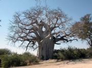 Big Baobab.