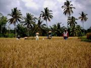 Ubud rice field 2