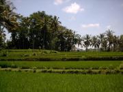 Ubud rice field1