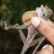 Sri Lanka Kangaroo Lizard