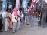 Elephant Blessing