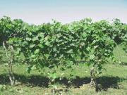 A Vineyard