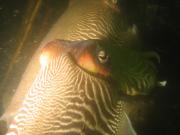 Sepia Cuttlefish