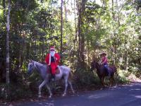 Rainforest Walks & December.