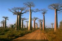 Baobabs in Madagaskar for Wojtekd