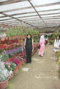 Flower Nurseries in Camerons.