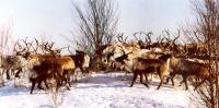 Reindeer competition. All Siberia will participate