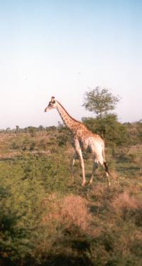 The Krugerpark