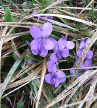 flower viola