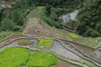Banaue rice terraces - Ifugao testimony