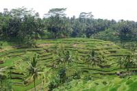 Ceking rice terraces