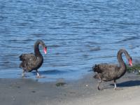 black swans