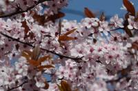 Berlin - cherry blossom