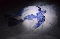 Gabon - a big sea turtle
