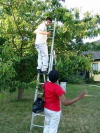 Cherry Picking