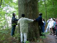 Embracing 150 year old oak trees