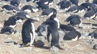 Adelie Penguins on Devil Island
