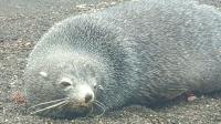 Deception Island