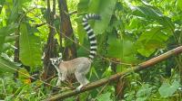 Exotic Madagascar...