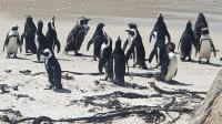 Memories of African penguins