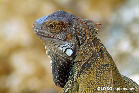Postcard Arubian Iguana