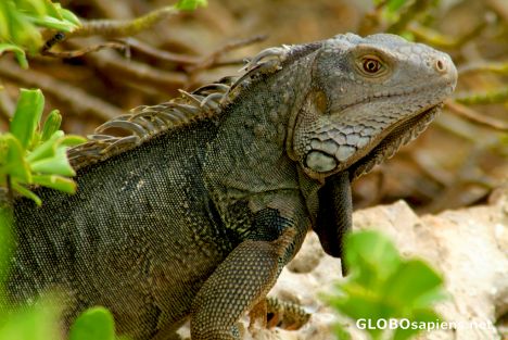 Postcard Oranjestad (AW) - Iguana looking at me