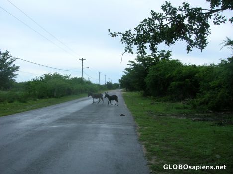 Wild burros on the road