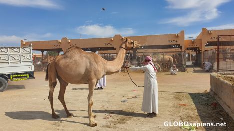 Postcard Camel presentation