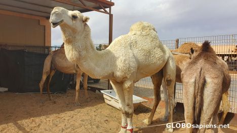 Postcard Mister Camel