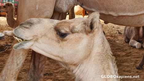 Postcard Camel Market