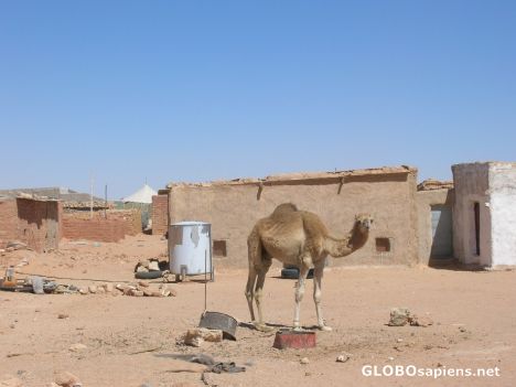 Postcard Guardian of the encampment 27 de Febrero