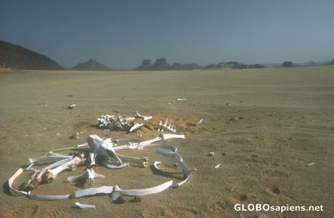Postcard Bones
