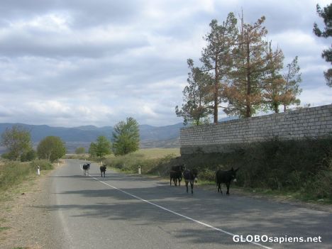 Postcard Nagorno Karabakh (Armenia). Armenian donkeys