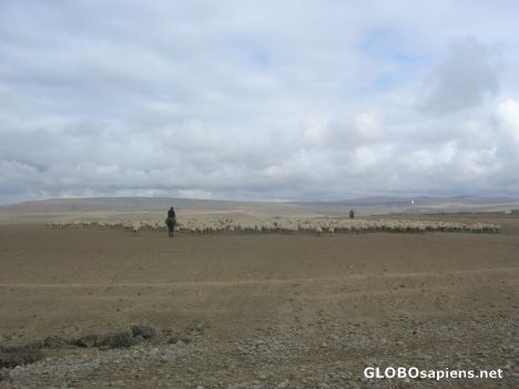 Postcard Shepherds