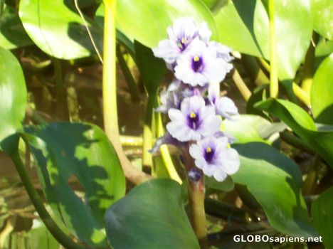 Postcard Tigre Delta Camalote flowers