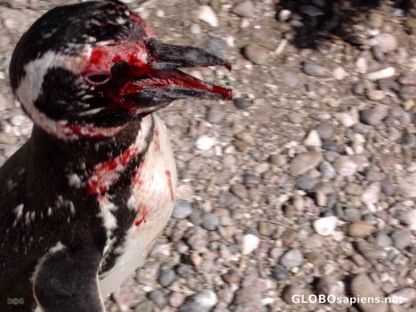 Postcard Bleeding penguin
