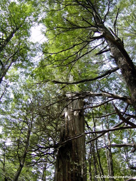 Postcard Los Cantaros cascade - Age-old larch