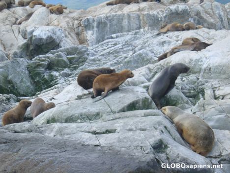 Postcard USHUAIA -ILE DE LOS LOBOS