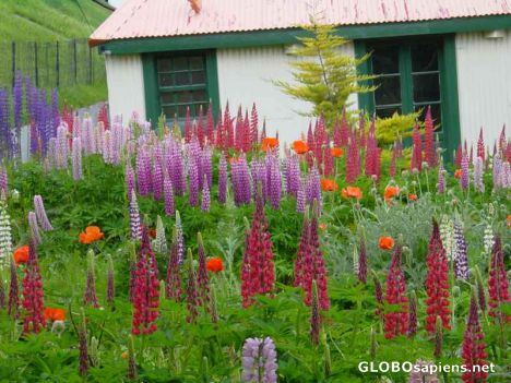 Postcard USHUAIA -JARDIN DE LUPINS
