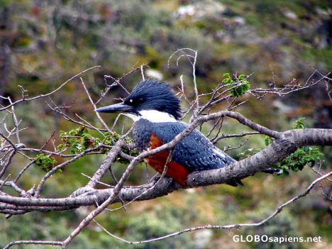 Postcard Eisvogel