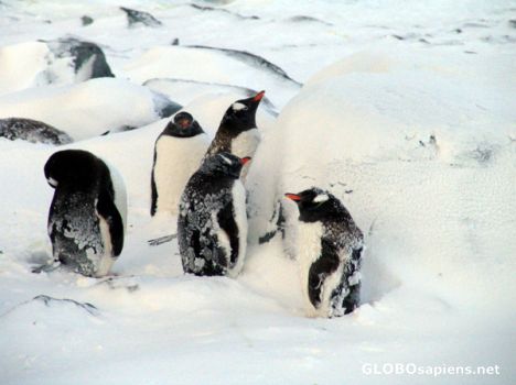 Postcard Eselspinguine