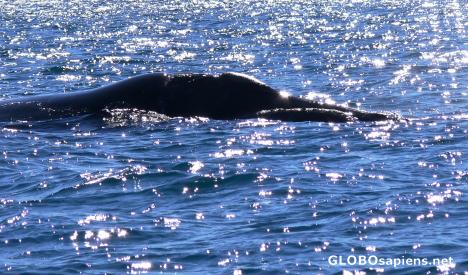 Whale and baby