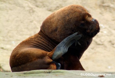 Postcard Sea Lion scratching