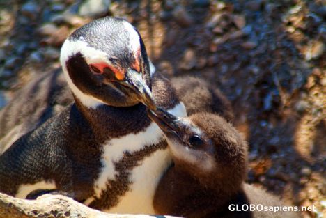Postcard Penguin feeding
