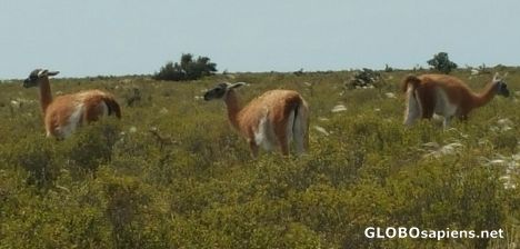 Postcard Guanaco in the shrubs